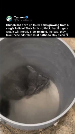 This Animal Takes Dust Baths Instead of Showers