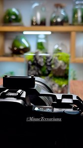 🌱A few of my favorite #terrariums I’ve built so far! #MinneTerrariums #terrarium_art #terrariumdesign #terrariumlove #terrariumdesign | MinneTerrariums