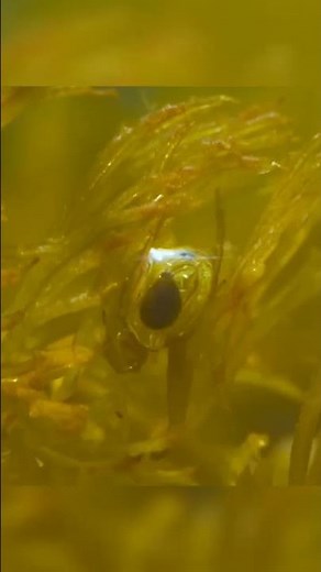 🕷️ Diving Bell Spider: The Underwater Spider! #ziranscience