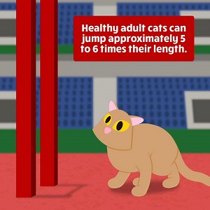 Just how high can a cat leap??? Did you know these stats or was this news to you?? #EvolvePets #ChooseEvolve #CatsALeapin | Evolve Pet Food