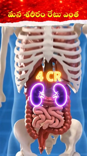 మన శరీరం 30 కోట్లా? నిజం ఇదే!Human Body Price|Body Parts Rate List|mhlfacts