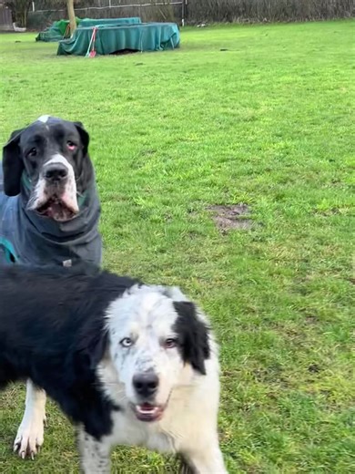 Logan und Bootsmann… eine Liebe die für immer hält ❤️ Dafür liebe ich das Revier für Hunde, hier können Hunde einfach Hund sein und Freundschaften fürs Leben finden. 😊 Jedes Mal wenn die beiden hier aufeinander treffen, lassen sie uns an ihrer Lebensfreude teilhaben. Einfach nur schön zu beobachten. ✨ Hat euer Hund auch so einen „besten Freund“? 🥰 Wir wünschen euch einen schönen Start ins Wochenende 🐶 #hundeliebe #hundefreunde #bestbuddies #friends #dogs #doglover | Andreas Ohligschläger
