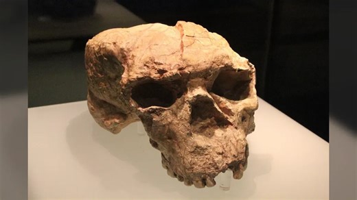 Million-year-old skull could rewrite entire timeline of human evolution according to researchers