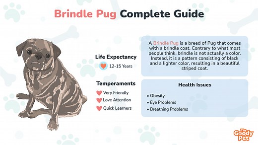 Brindle Pug: A Complete Guide To This Pug Breed - The Goody Pet