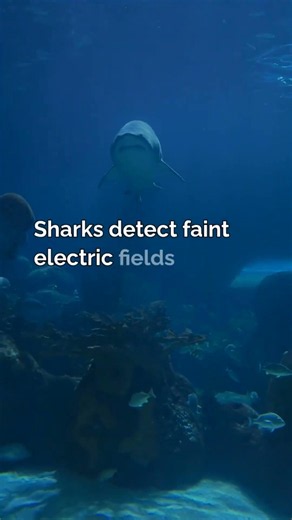 Unbelievable Animal Senses That Go Far Beyond Human Perception