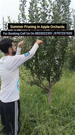Summer Pruning in Apple Orchard | Secret to Bigger & Better Apples 🍎