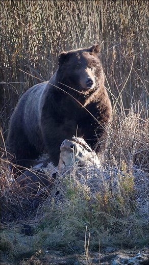Yellowstone grizzly feeding on a bison carcass. #grizzlybears #grizzly399 #grizzlybear #grizzlies #bear399 #grandtetonnationalpark #bear610 #grizzly610 #purewyoming #naturalwyoming #onlyinjh #staywildjh #discover_wyoming #wyominglife #usnationalparkpics #findyourpark #nationalparkgeek #usinterior #nationalparklife #yourshotphotographer #natgeofineart #natureonly #wildernessculture #thebest_capture #ourplanetdaily #Natgeo | Geoffrey Tipton Wildlife Photography