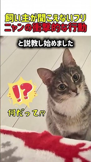 【爆笑】「ねえ、聞いてる？」聞こえないふりの飼い主にガチ説教の猫の表情ｗ #猫 #ねこ #ニャンコ #猫動画 #かわいい #カワイイ #面白い #面白動画 #飼い主と猫 #癒やし #shorts