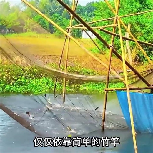 國外漁民巧妙借鑑搬箏網，利用槓桿原來捕下巨網，抬網收穫驚人 #戶外捕魚 #搬箏網 #漁民生活 #捕魚技巧