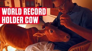 838K views · 1.8K reactions | Moo over dogs and cats, this cow is the cutest thing that you can lay your eyes on right now! Meet the Guinness World Records holder now. #OMGIndia | HISTORY | Facebook
