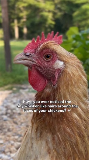 Fun fact: Chickens have short, stiff, whisker-like feathers found on their face, particularly around the eyes, beaks and nares, (or nostrils). Despite their hair-like appearance, these are specialized, often unbranched, stiff feathers known as “bristle” feathers. Bristle feathers have nerve endings at their base, making them sensitive to touch and vibrations and are thought to act like sensory tools. They have more of a tactile function, similar to mammalian whiskers which helps chickens navigat