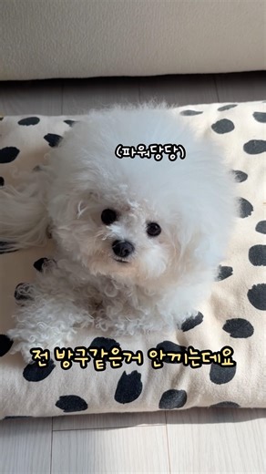 A puppy startled by his own fart sound lol #puppy #companiondog #bichon #puppy #pets #cute #cuted...