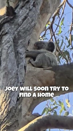 Koala joey leaves mum April 2026