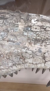 Those teeth! This awesome Pseudopalatus #phytosaur skull is on display at the Museum of Northern Arizona. #Phytosaurs superficially resemble #crocodiles in skull and body. However, I’d say this skull is more intimidating than most (all?) extant #crocs, those teeth are savage! One rarely (ever?) finds complete, articulated postcranial remains, even of Triassic, aquatic loving, phytosaurs. The longest of the Machaeroprosopus group (more on that in a bit) hit 16’ or so, rivaling the longest gators 