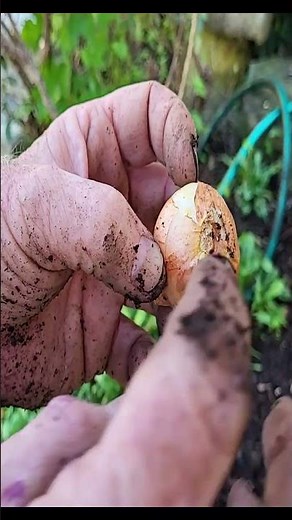 Gardening For Beginners How To Plant Tulip Bulbs