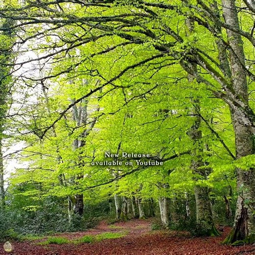 Fresh Morning 🌳 Forest Ambience Meditation to Begin your Day with Positive Vibrations | New Video