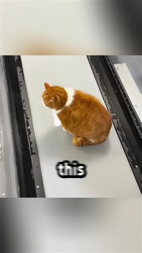 SNL Skit Featuring Finn Wolfhard Ran Hot