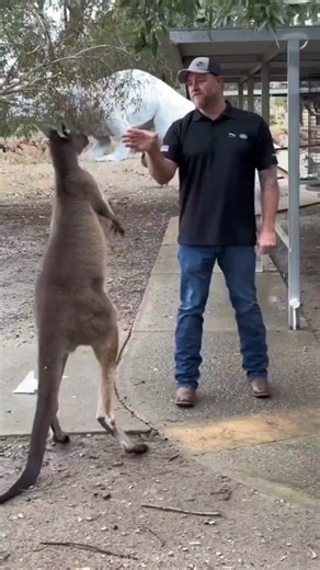 दुनिया के 12 सबसे ताकतवर कुत्ते: Top 12 Strongest Dog Breeds