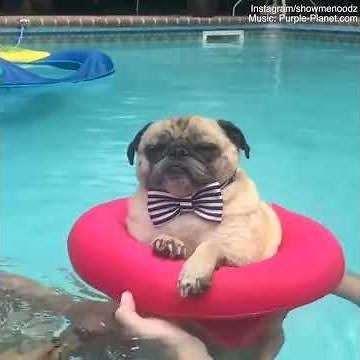 A pug is seen relaxing in a swimming pool