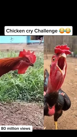 Damian Ac | Chicken cry challenge #chicken #chickencoop #chickenchristmas | Instagram