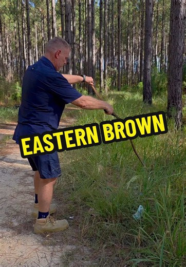 Large Eastern Brown in the shed! #fyp