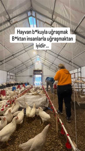 🌼 EZGİ KOZ TURAN 🌼 on Instagram: "En azından birbirlerini ispiyonlamıyorlar. 🙌🏻 #keşfetteyiz #tavuk #kümes #reelsviralvideo #organikürünler"