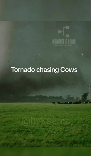 Tornado chasing Cows #creatorsearchinsights #tornado #weather #storm #foryoupage