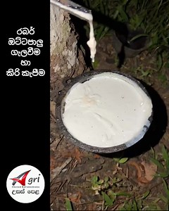 110K views · 1.6K reactions | රබර් කිරි කැපීම.. . . . #foryouシ #advancedlevelagri #agriculture #AgriculturalScience #srilanka #agriscience | Agri විශ්වය | Facebook
