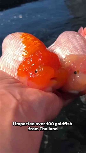 I bought a huge ranchu goldfish