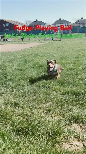 Fudge Playing Ball | Pet Pals UK Dog Walking Service