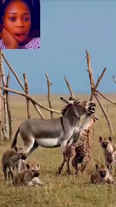 The hyenas don collect from donkey 😂😹🤣 #wildlife #animalreels #animalvideo #donkey #hyena #animals #animallover #everyonefollowers | Uchechukwu Indiana
