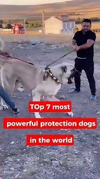 Top 7 most powerful protection dogs in the world#canecorso