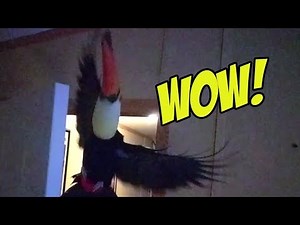Toucan does an epic flying maneuver in slow mo!