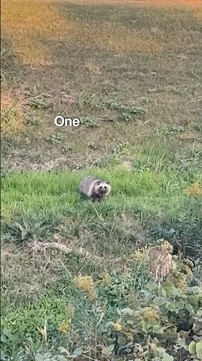 How many fat Tanuki will I see today 👀 #japan #japanlife #nature #tanuki