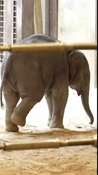 Asian elephant calf Linh Mai makes debut at National Zoo