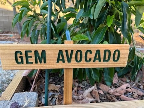 BEST Heat tolerant avocado tree, the Gem avocado is the ticket
