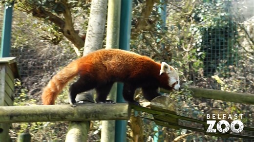 Goodbye Winter, Hello Spring! 💐🌼 Today marks the first official day of Spring. ☀️ Our animals have been out exploring in the good weather, having their lunch outside, sunbathing by the water and of course enjoying a mid-day nap! 💤 We are open every day this week from 10am - 4pm with last admission 2.30pm. Plan your adventure today: https://www.belfastcity.gov.uk/zoo/home | Belfast Zoo