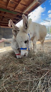 82K views · 9.7K reactions | Just a quick hello to everyone, and a little introduction to who I am, and a closer look at the adorable duo Toby and Wyatt 𢡊𢡊 #fowlfrenzyfarm #tobyandwyatt #minidonkeys | Fowl Frenzy Farm | Facebook