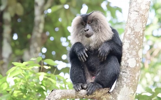 Watch | Saving the rare Lion-Tailed Macaques
