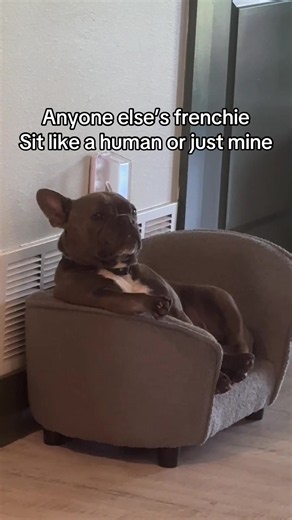 Frenchie Sits Like a Human: Cute French Bulldog Behavior