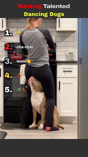 Ranking Talented Dancing Dog Moments!