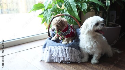 A family - a mother, a white Maltese lapdog, with her daughter, a red Maltipoo puppy, wearing a New Year's sweater in a wicker basket against the backdrop of indoor flowers by the window