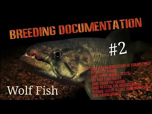 # Watch the Amazing Mating Behavior of the Wolf Fish!