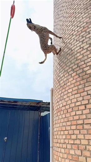 Cheetah ki raftaar aur Dog ka dum! 🐕🔥 Amazing High Jump! #shorts