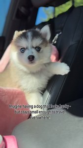 Stardust might have to stay in the program 😍 | Portland Pomskies