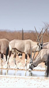 211K views · 1.5K reactions | Gemsbok at Etosha National Park, Namibia. #namibia #etoshanationalpark #gemsbok #okaukuejo #africa #safari #holiday #nationalpark #etosha #wildlife #safari #namibiansafari #explore #explorenamibia #animalvideo #dailypost | Nwrnamibia | Facebook