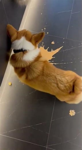 Who did this?! 🐾😂 Corgi Gets Framed by a Sneaky Cat #FunnyAnimals #Corgi #Cat
