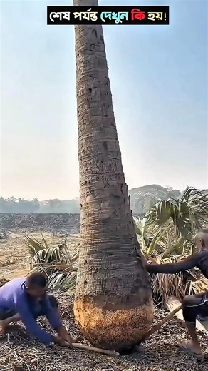 The people of Pakistan have created something called a palm tree#trending