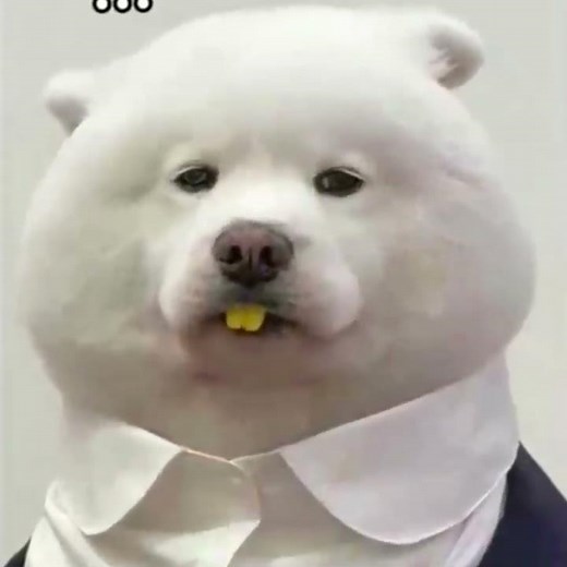 The "Dog CEO" Wears False Teeth to Work — This Move Is Hilarious!