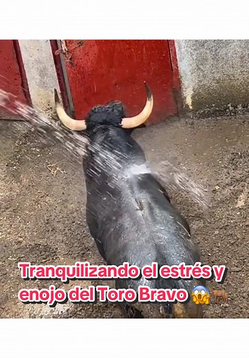 Cómo tranquilizar al Toro Bravo y su estrés